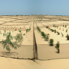 セネガル沿岸地域植林